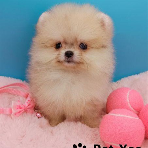 Изображение питомца