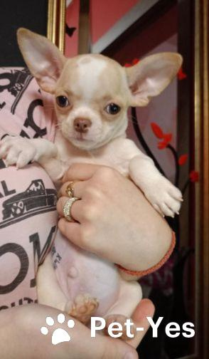 Изображение питомца