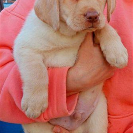 Изображение питомца