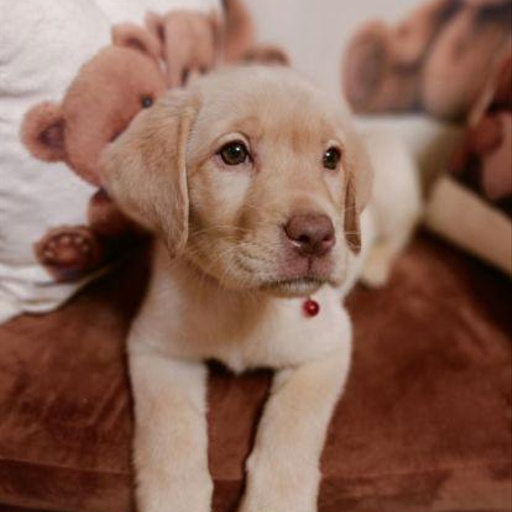 Изображение питомца