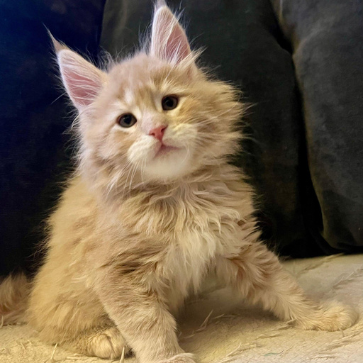 Изображение питомца