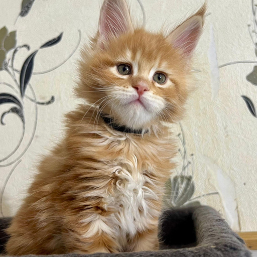 Изображение питомца