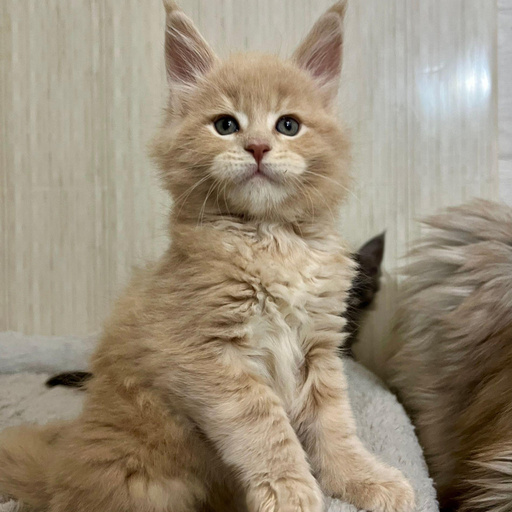 Изображение питомца