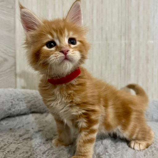 Изображение питомца