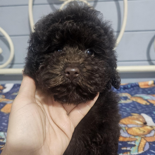 Изображение питомца