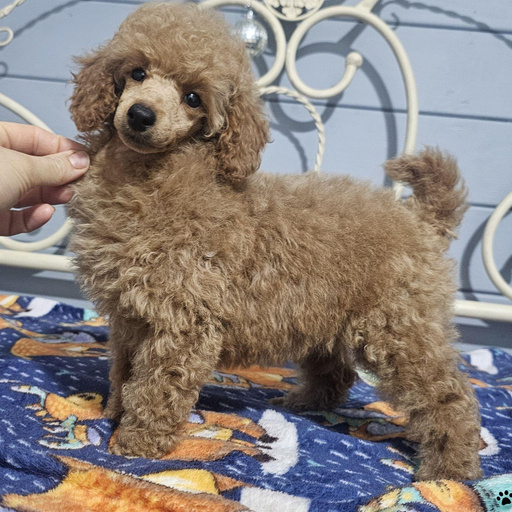 Изображение питомца