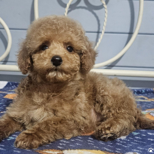 Изображение питомца