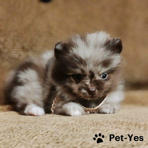 Изображение питомца