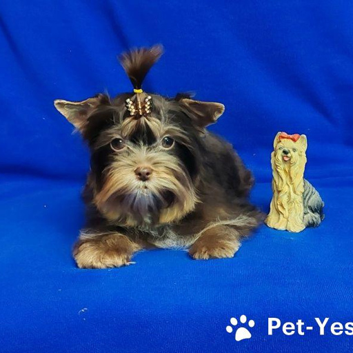 Изображение питомца