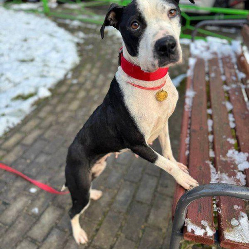 Изображение питомца