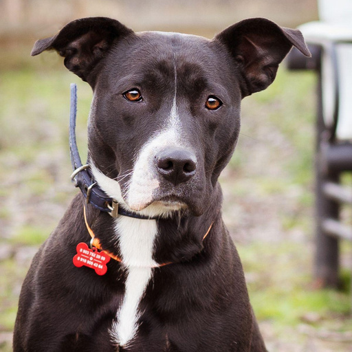 Изображение питомца