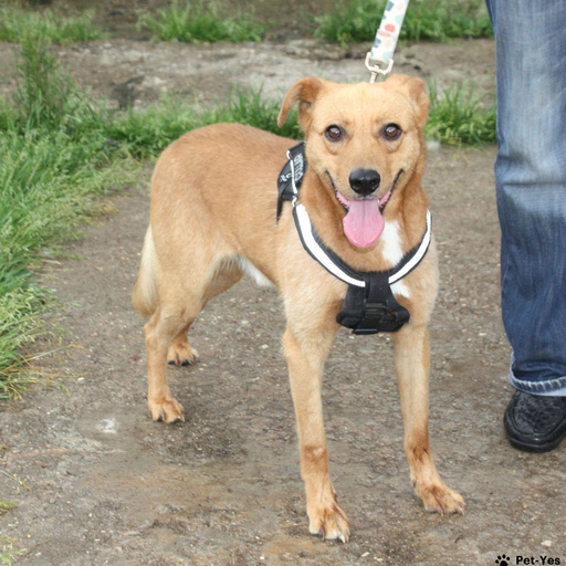 Изображение питомца