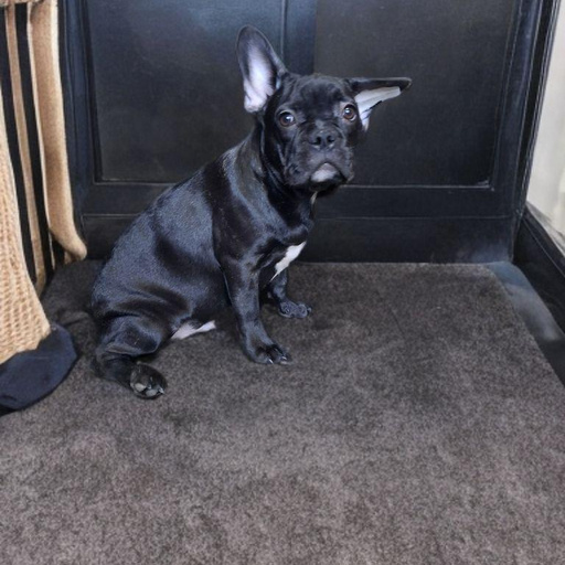 Изображение питомца