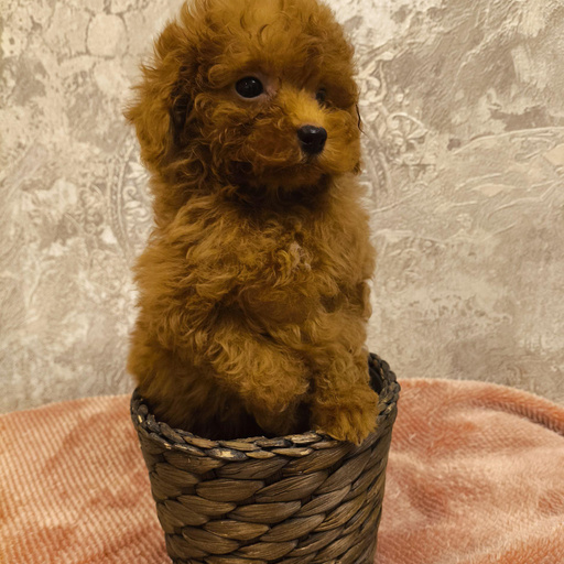 Изображение питомца