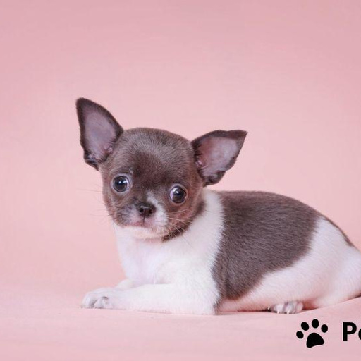 Изображение питомца