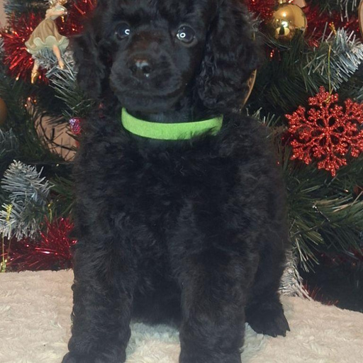 Изображение питомца