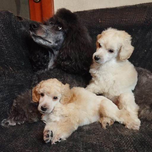 Изображение питомца