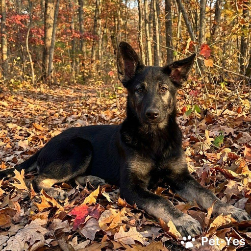 Изображение питомца