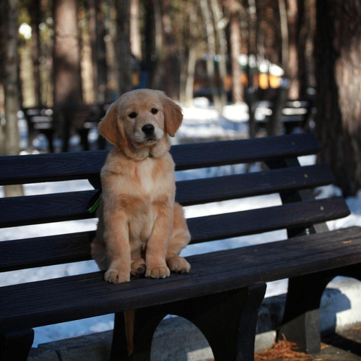 Изображение питомца