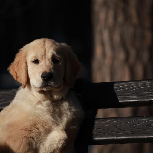 Изображение питомца