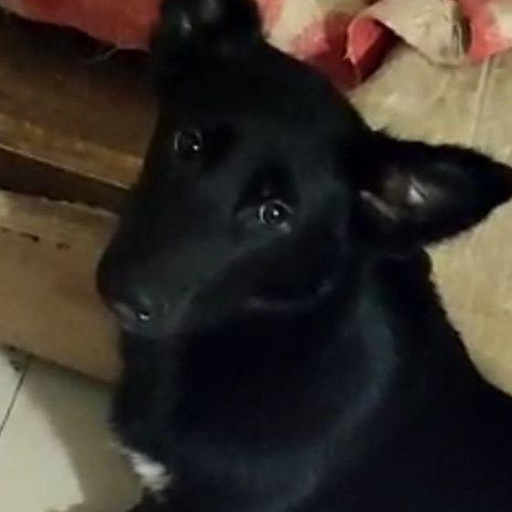 Изображение питомца