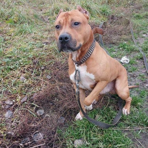 Изображение питомца