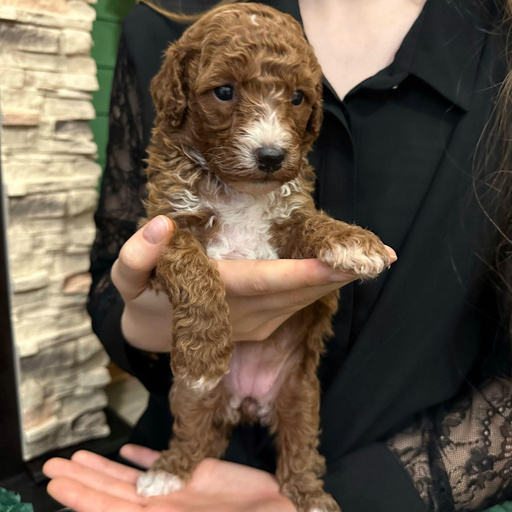 Изображение питомца