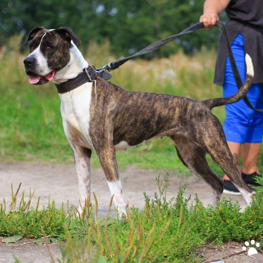 Изображение питомца