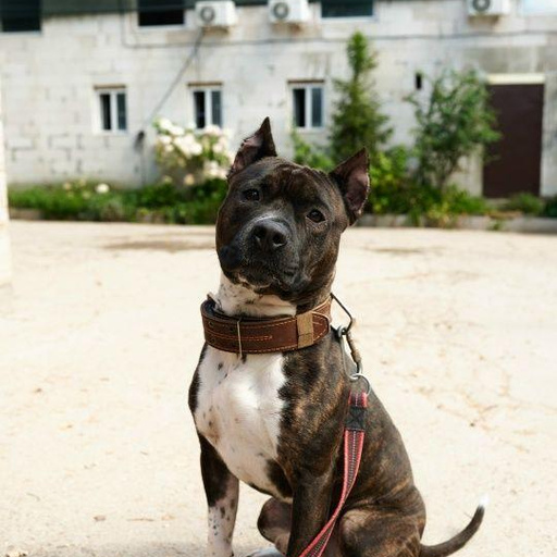 Изображение питомца