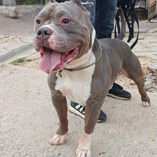 Изображение питомца