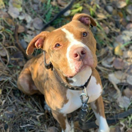 Изображение питомца