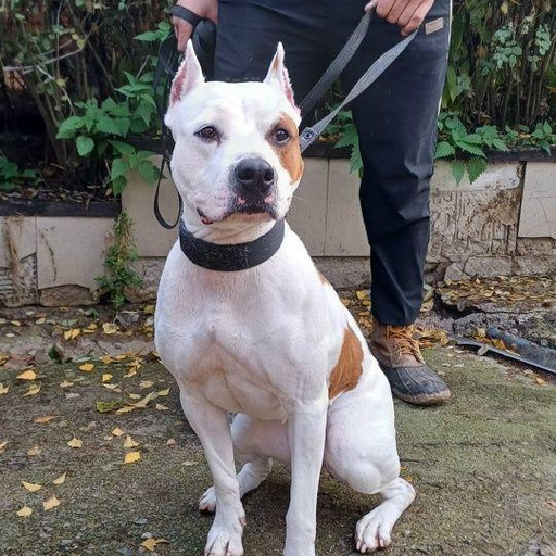 Изображение питомца