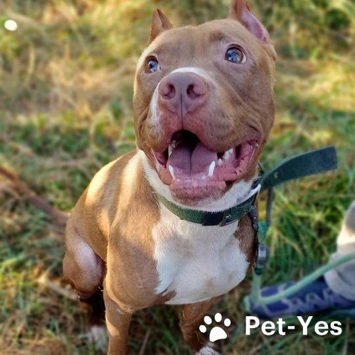 Изображение питомца