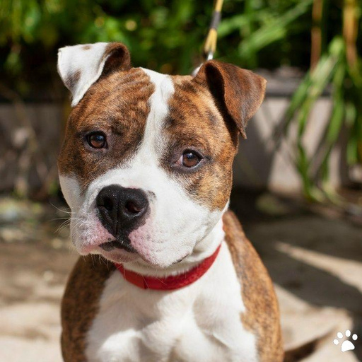 Изображение питомца