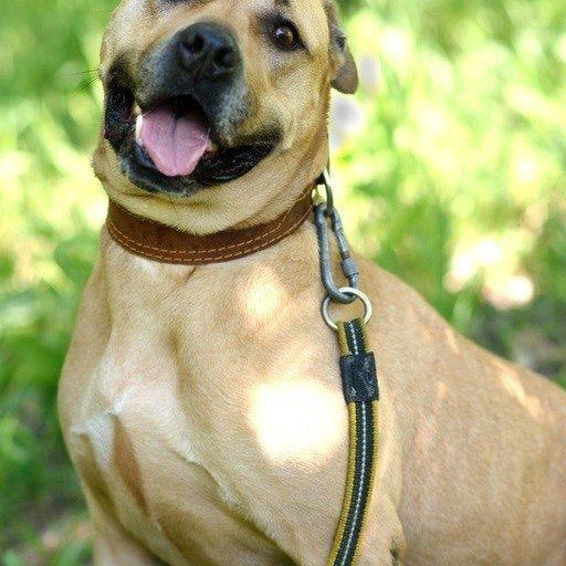 Изображение питомца