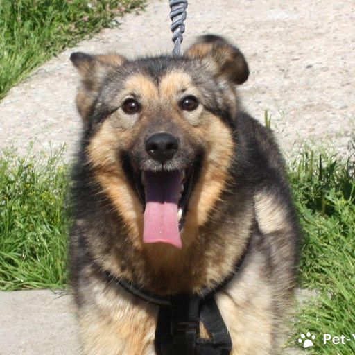 Изображение питомца