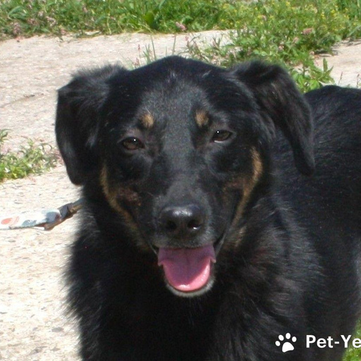 Изображение питомца