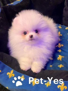 Изображение питомца