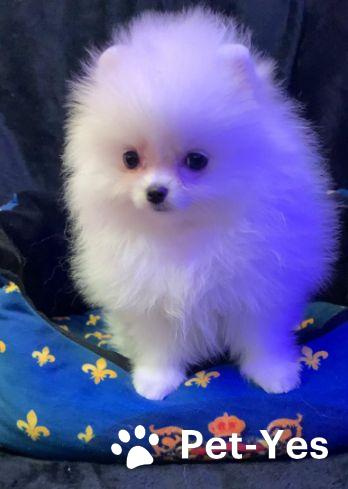 Изображение питомца