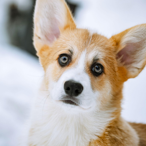 Изображение питомца