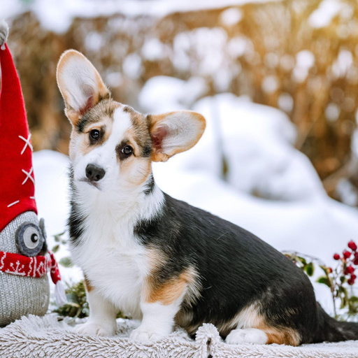 Изображение питомца