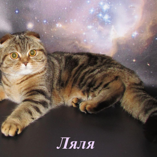 Изображение питомца