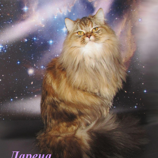 Изображение питомца