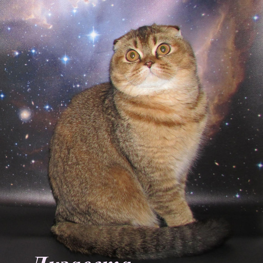 Изображение питомца