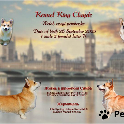 Изображение питомца