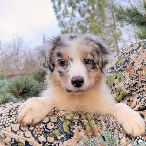 Изображение питомца