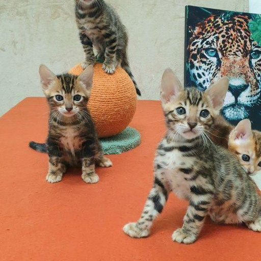 Изображение питомца