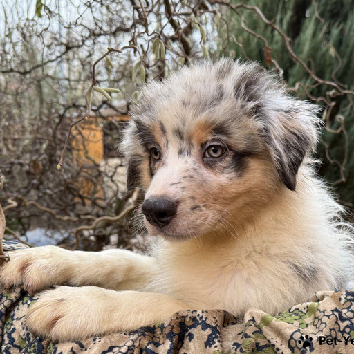 Изображение питомца