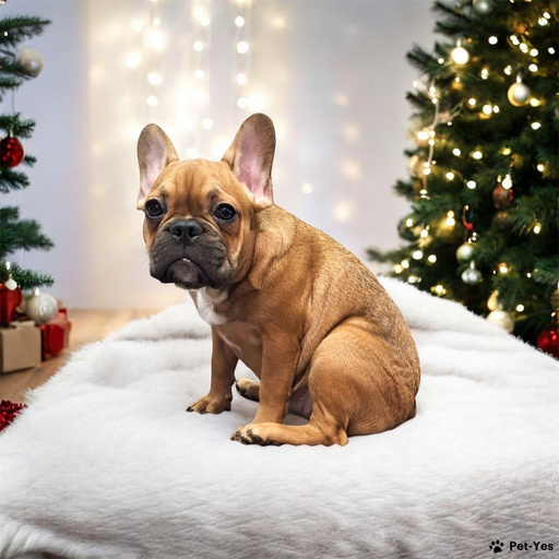 Изображение питомца