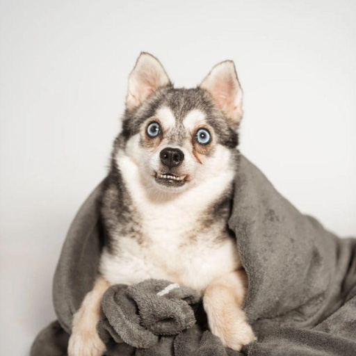 Изображение питомца